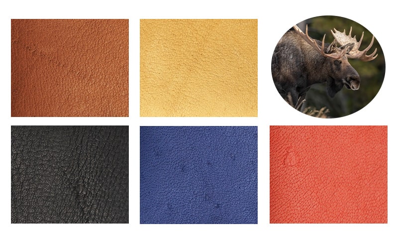 エルクが生きた証のキズがワイルドでかっこいい